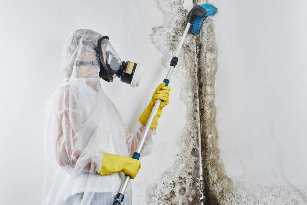 Best Professional Mold Removal  in Navy Yard City, WA