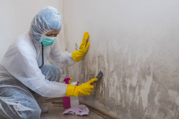 Home Mold Removal in Navy Yard City, WA