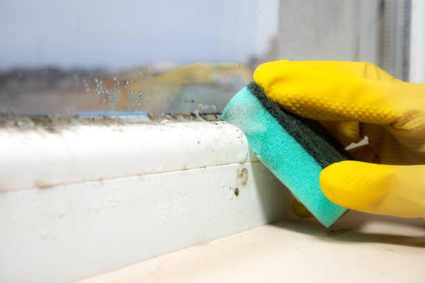 Best Local Mold Removal Service  in Navy Yard City, WA