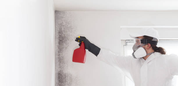Best Best Mold Removal Companies  in Navy Yard City, WA
