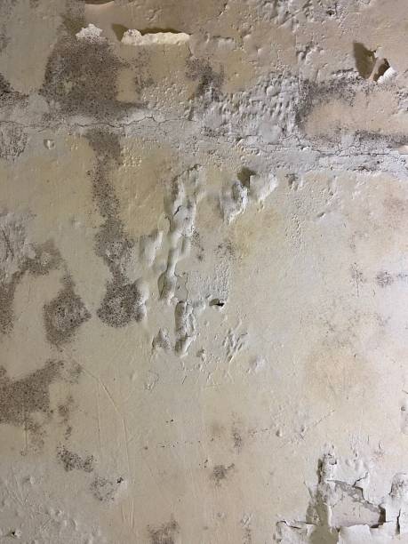 Best Mold Removal Near Me  in Navy Yard City, WA