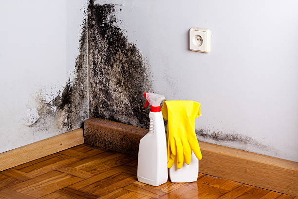 Best Toxic Mold Removal  in Navy Yard City, WA