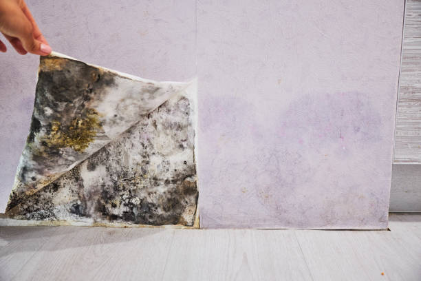 Mold Testing and Removal in Navy Yard City, WA